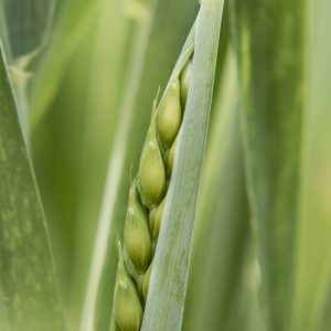 Weizen 05187936