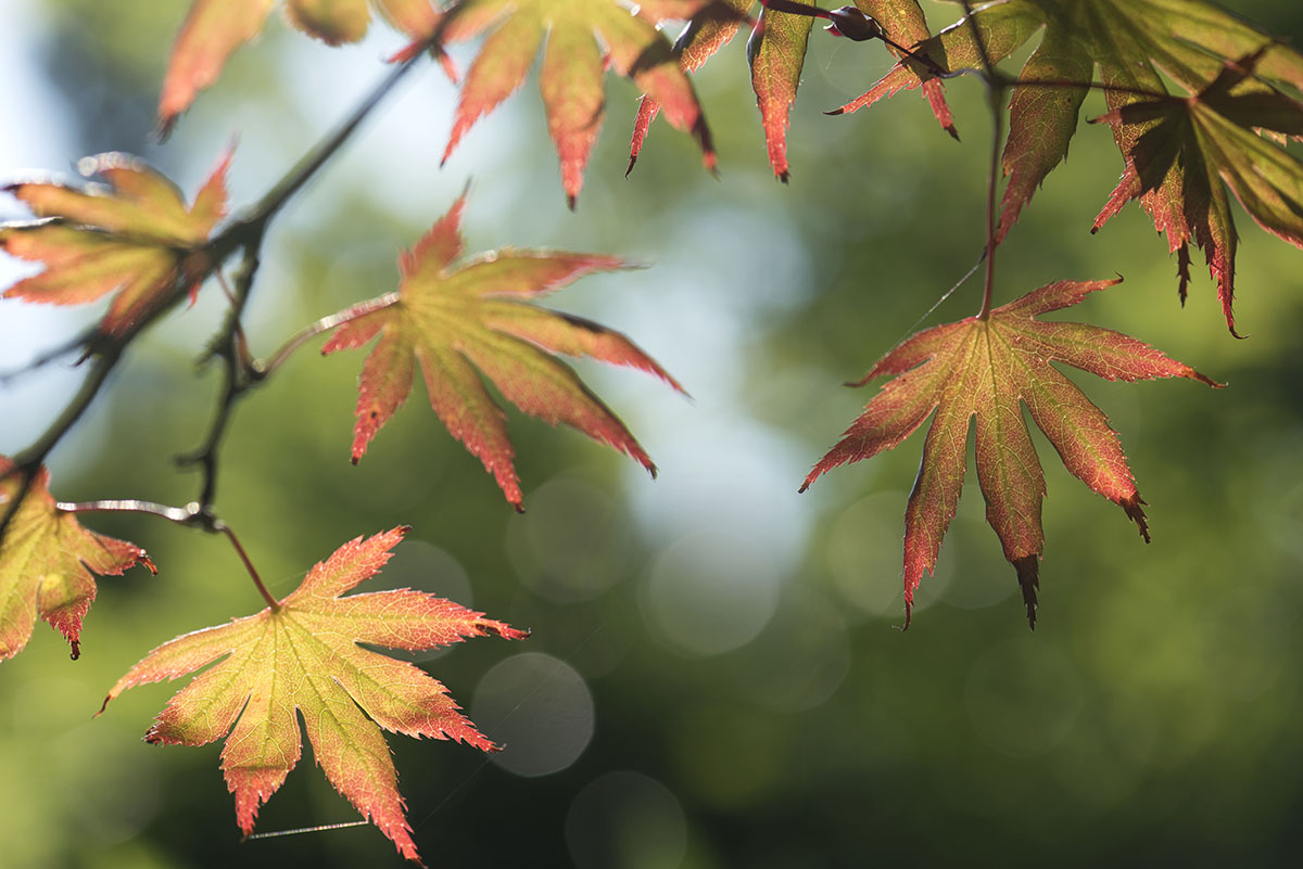 Blätter japanischer Ahorn