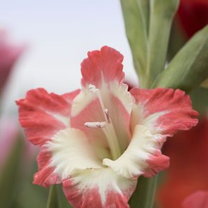 Gladiole rot weiss