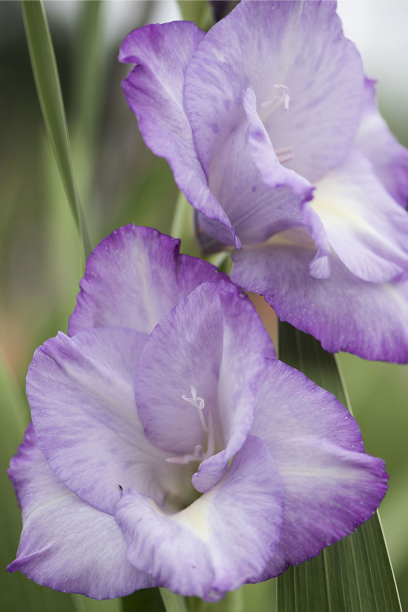 Gladiole violett
