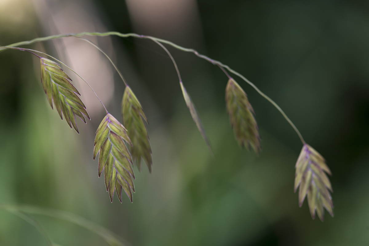 Gras casmanthium latifolium