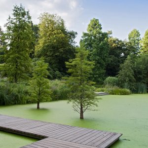 grüner Teich