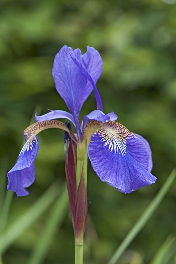 Iris blau