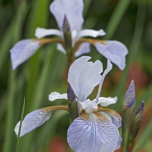 Iris hellviolett