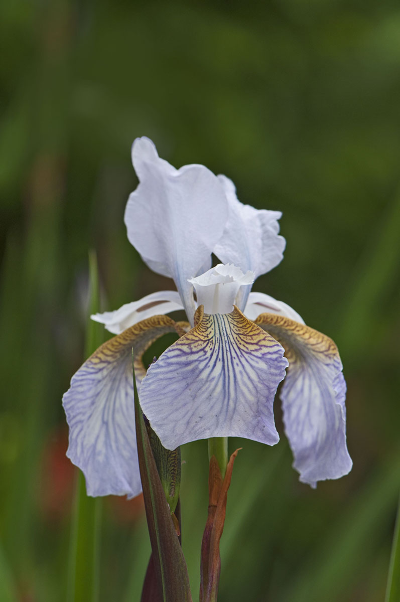 Iris hellviolett