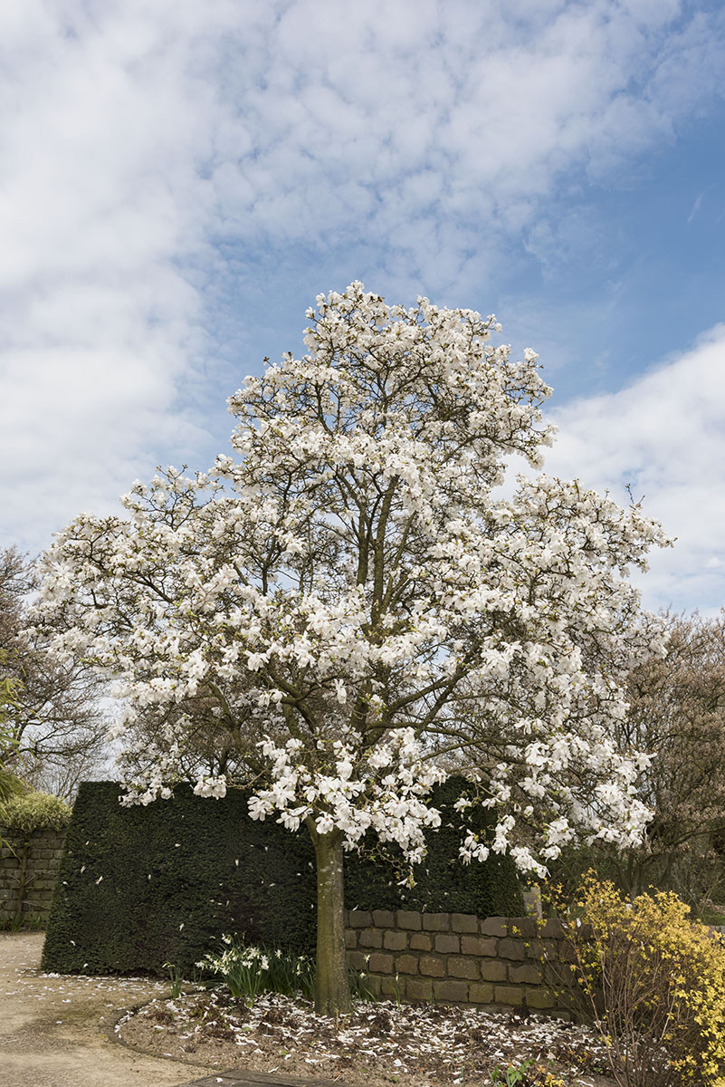 Magnolienbaum weiß