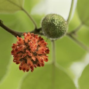 Papiermaulbeerbaum Frucht