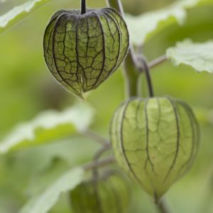Physalis