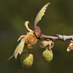 Platane Blüte