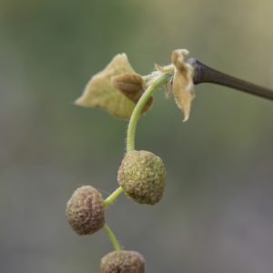 Platanenblüte