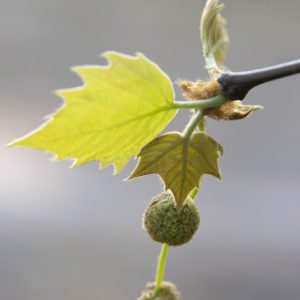 Platanenblüte