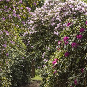 Rhododendron violett