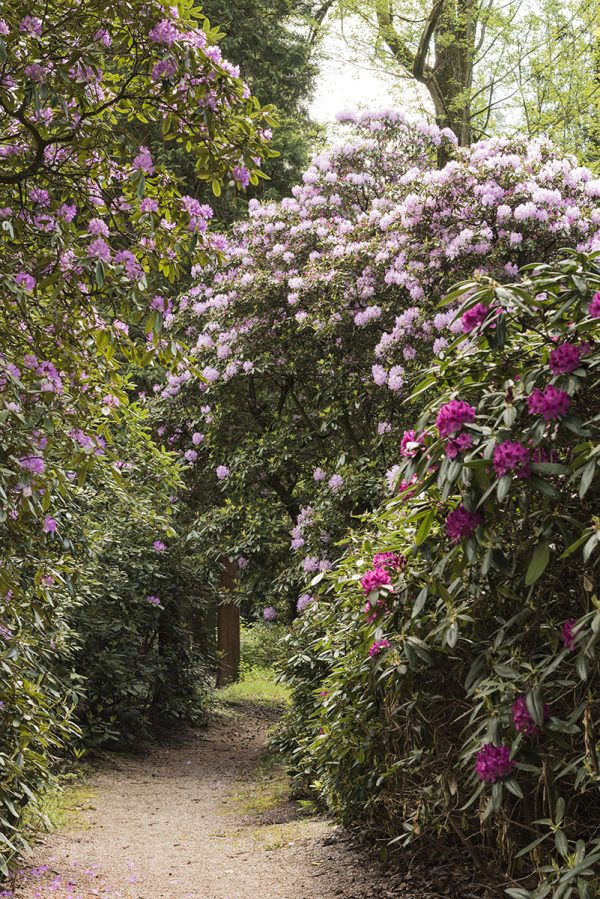 Rhododendron violett