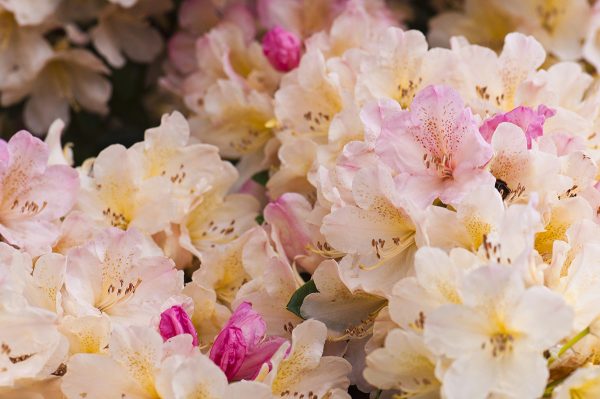 Rhododendronblüte hellgelb