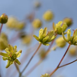 Rotahorn Blüte