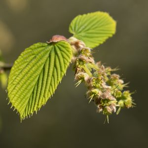 Scheinhasel verblüht