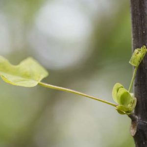 Spross Tulpenbaum