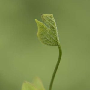 Spross Tulpenbaum