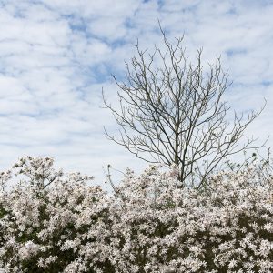 Sternmagnolie