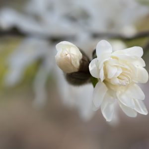 Sternmagnolie