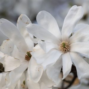 Sternmagnolie