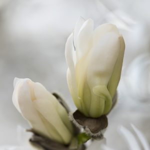 Sternmagnolie