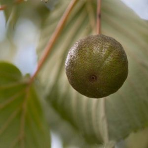 Taschentuchbaum Frucht