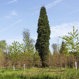 Thuja Frühling