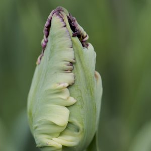 Tulpe Knospe