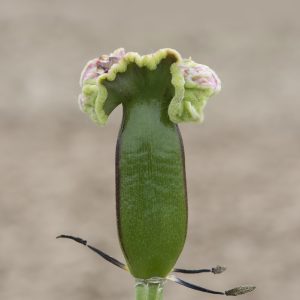 Tulpe Samenkapsel