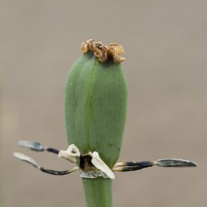 Tulpe Samenkapsel