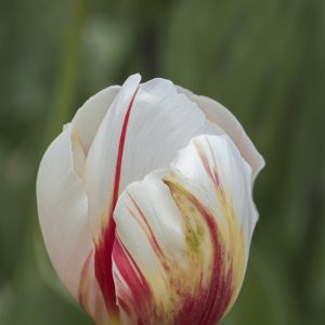 Tulpe weiß