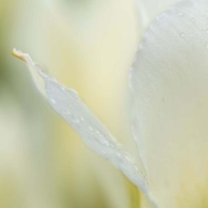 Tulpe