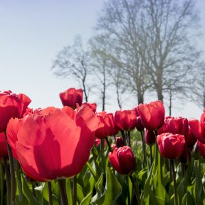 Tulpen rot