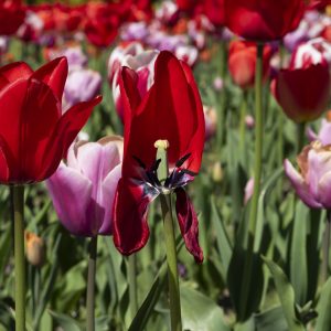 Tulpen rot