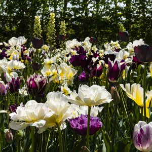 Tulpen