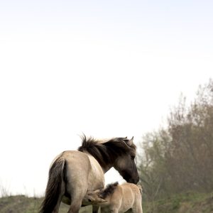 Wildpferde
