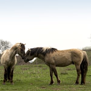 Wildpferde