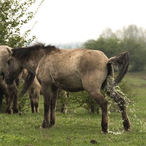 Wildpferde