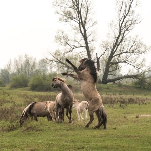 Wildpferde