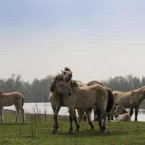 Wildpferde