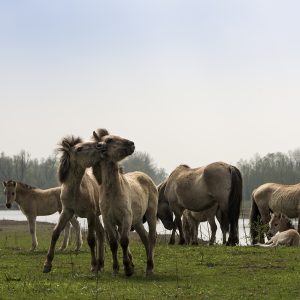 Wildpferde