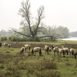 Wildpferde