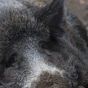 Wildschwein