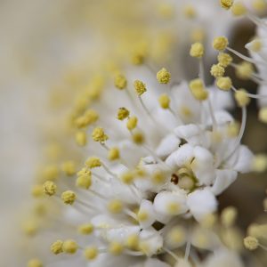 Schneeball Blüte
