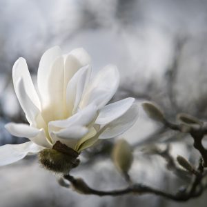 Sternmagnolie