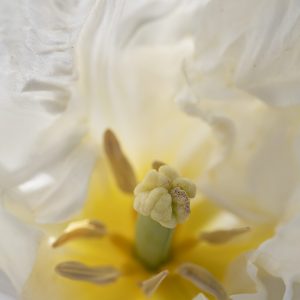 Tulpe weiß