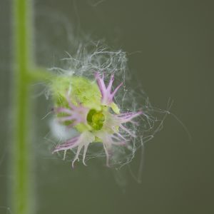 Purpurglöckchen verblüht - 05205529
