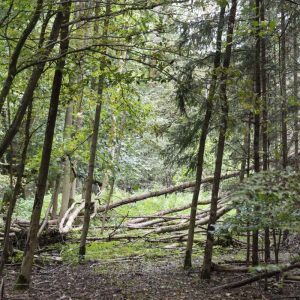 Wald Hainich Eschen - 10239660