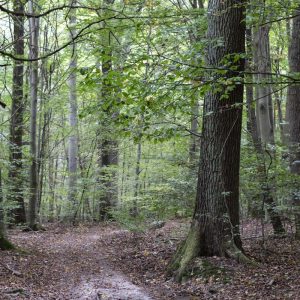 Wald Hainich - 10239574